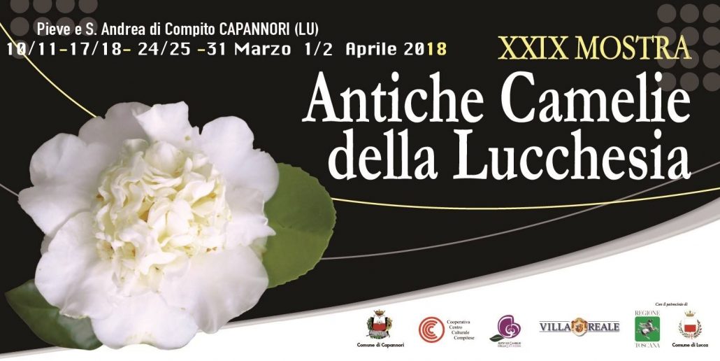 camelie lucca 2018